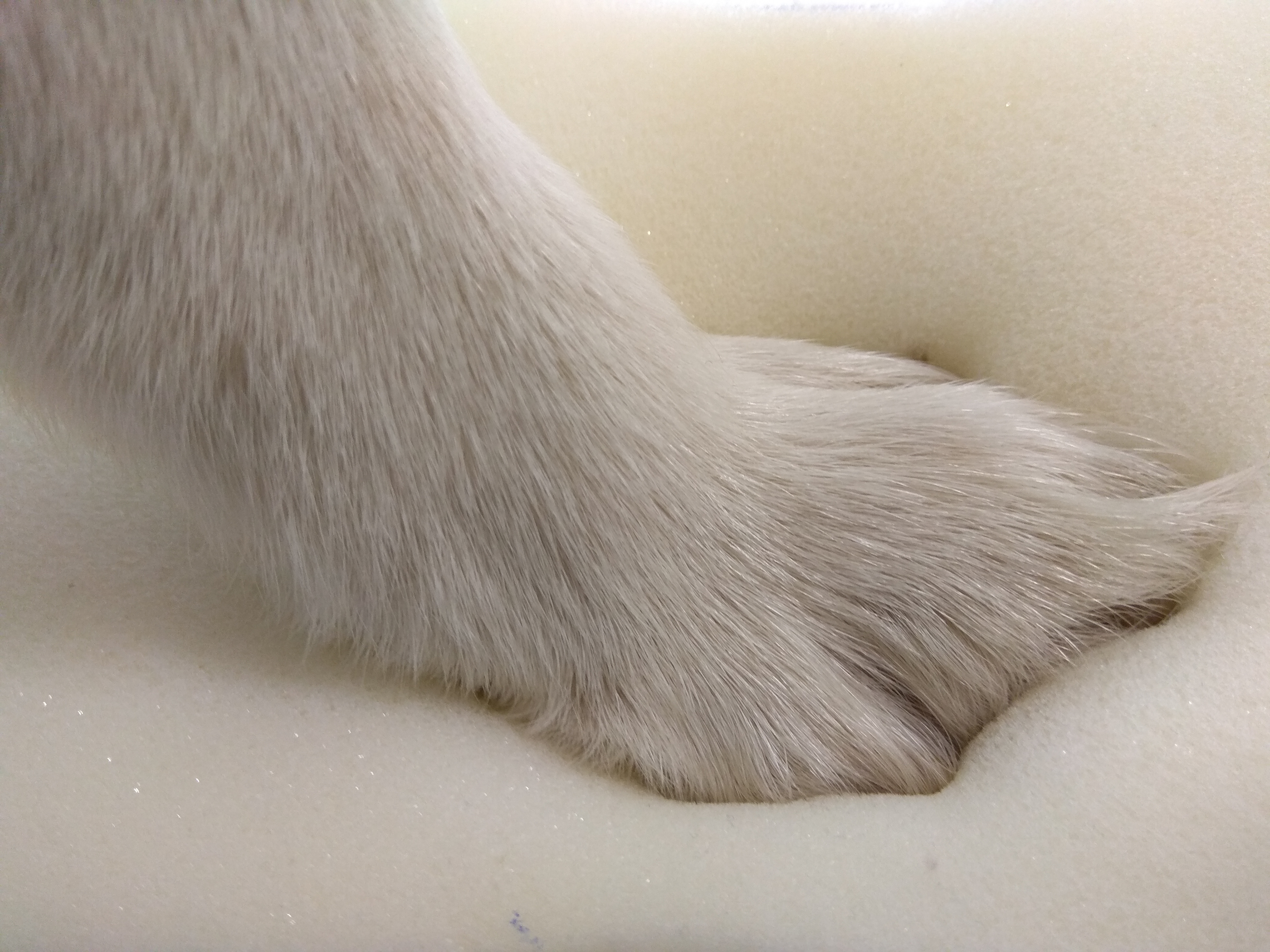 картинка Матрас для собак ортопедический с подушкой на резинке белая рогожка от Интернет магазина Dendog