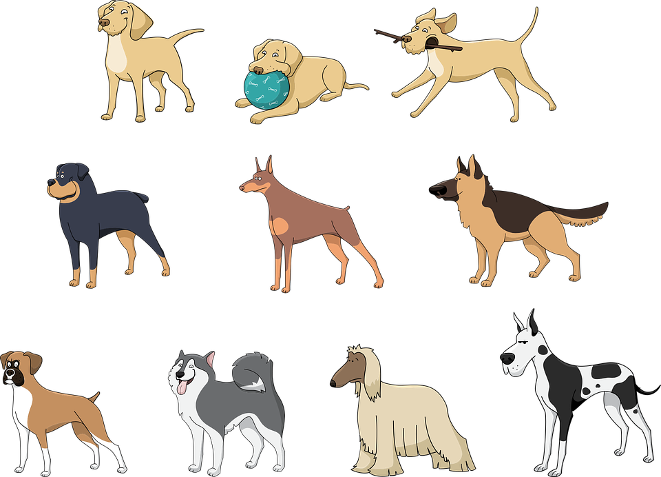 Породы собак и размеры лежанок